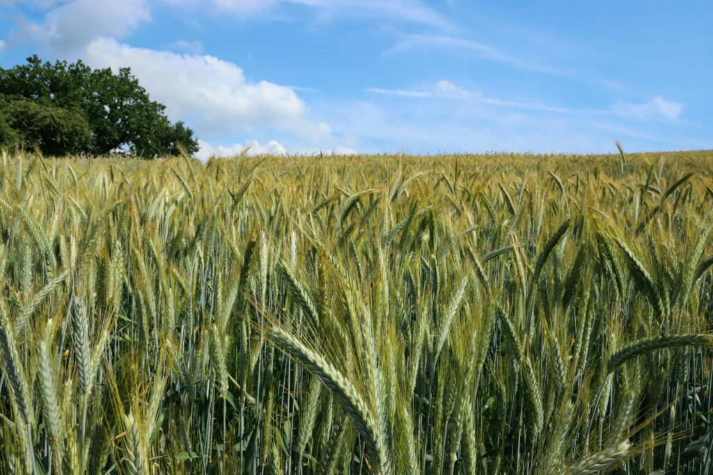 How Seasonal Farm Labour Can Boost Your Harvest Efficiency